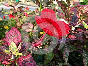 Red hibiscus flower