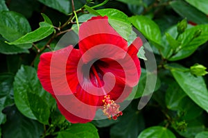 Red Hibiscus Flower