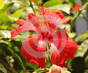 Red hibiscus flower anther and stamen