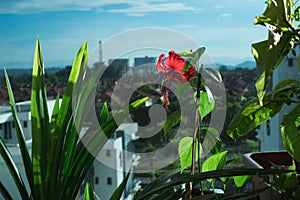 Red hibiscus flower in a balcony apartment