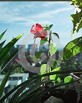 Red hibiscus flower in a balcony apartment