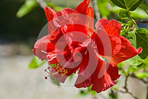 red hibiscus flower with beautiful petals and pollen blooming in the garden of Bangkok, Thailand