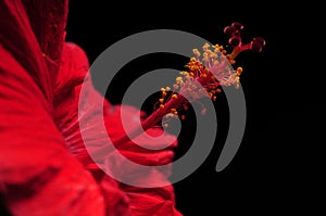 Red hibiscus flower on black background