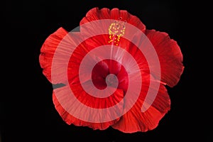 Red Hibiscus Flower on Black Background