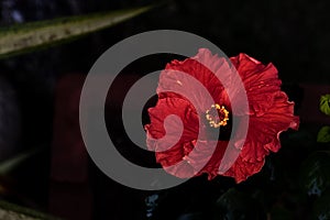 Red hibiscus flower in bloom on dark background. macro. selective focus. close up