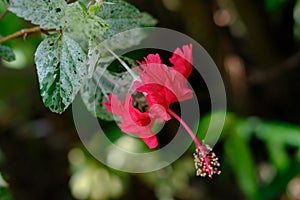 Red Hibiscus flower bloom on a green background