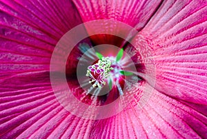 Red Hibiscus flower blooming in garden