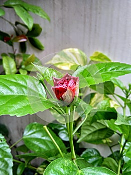 Red Hibiscus flower bud with green leaves growing in nature