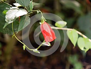 Red hibiscus flower bud