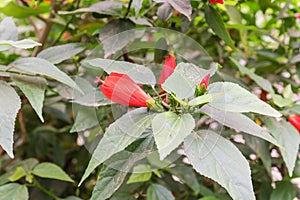 Red hibiscus flower and buds in Vietnamese garden fence
