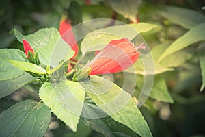 Red hibiscus flower and buds in Vietnamese garden fence