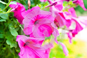 Red hibiscus flower, china rose or chaba flower, hibiscus rosa photo