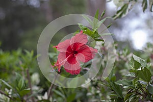 Red hibiscus flower, chinese rose or thailand call chaba. photo