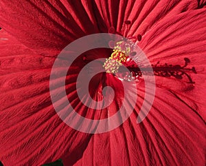 Red Hibiscus Flower Close-up in August