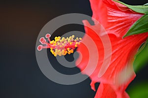 Red hibiscus flower, close-up of petals and stem