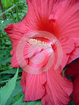 Red Hibiscus Flower closeup