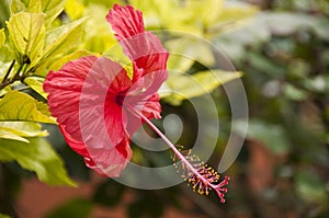 Red hibiscus flower closeup