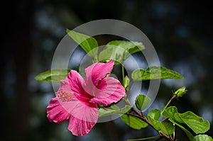 Red hibiscus flower on a dark background. In the tropical garden