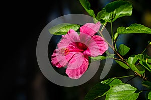 Red hibiscus flower on a dark background. In the tropical garden