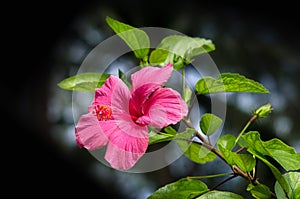 Red hibiscus flower on a dark background. In the tropical garden