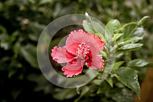 Red hibiscus flower in the evening photography