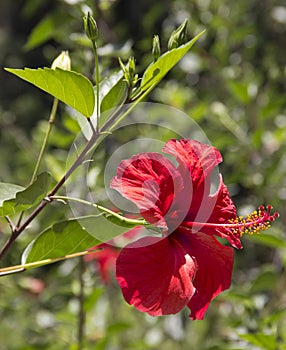 Red hibiscus flower. Exotic flower.