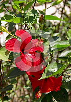 Red hibiscus flower. Exotic flower.