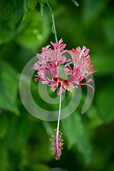 Red Hibiscus Flower with Fernlike Petals and Hanging Stamens