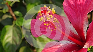 Red Hibiscus flower with filaments & Stigma photo