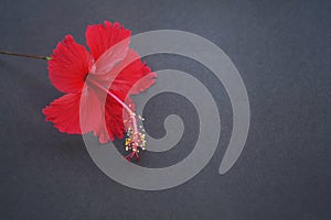 A red hibiscus flower. Floral background on gray.