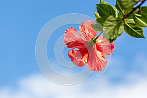 Red hibiscus flower with foliage against blue sky and clouds