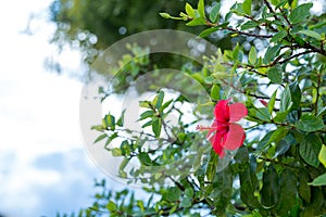 Red hibiscus flower with foliage on the background of blue sky and clouds