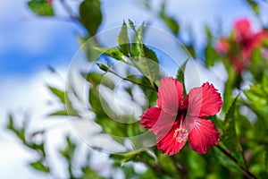 Red hibiscus flower with foliage on the background of blue sky and clouds