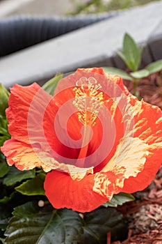 Red hibiscus flower in full bloom with yellow stamen and green leaves - blurred background - low angle