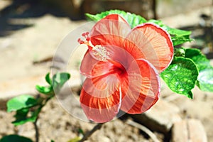 Red hibiscus flower in garden