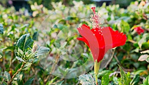 The red hibiscus flower