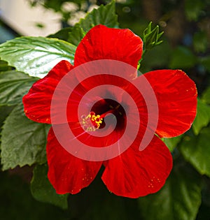 Red hibiscus flower on a green background