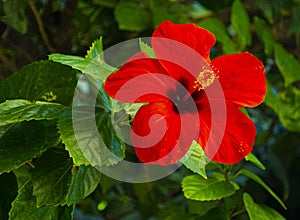 Red hibiscus flower on a green background