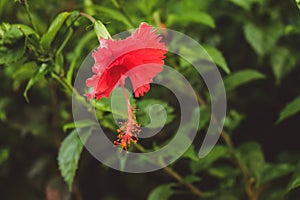 Red hibiscus flower on a green background