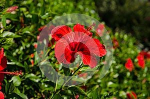 Red hibiscus flower