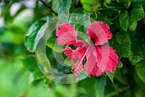 Red hibiscus flower on a green background among green foliage. In the tropical garden