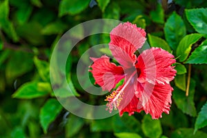 Red hibiscus flower on a green background. In the tropical garden.