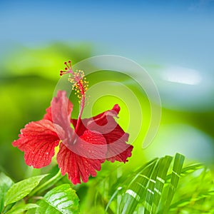 Red Hibiscus Flower Green and Blue Tropical Background with space for text
