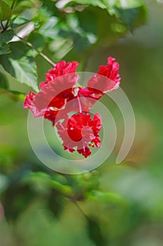 Red hibiscus flower on green blurred background. Soft focus