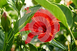 red hibiscus flower in green foliage in nature