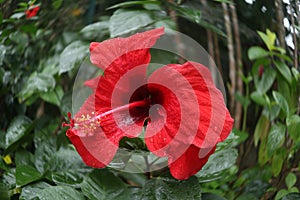 Red Hibiscus Flower With Green Garden Background