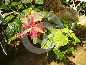 Red hibiscus flower with green leaf