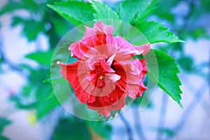 Red hibiscus flower and green leaves with bright background