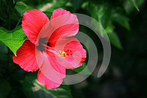 Red hibiscus flower and green leaves with dark background