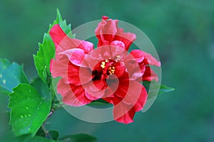 Red hibiscus flower and green leaves isolated on green background